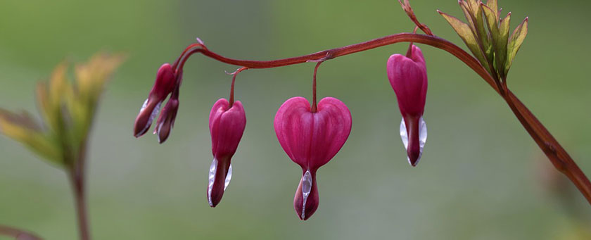 Herzblumen in voller Blüte